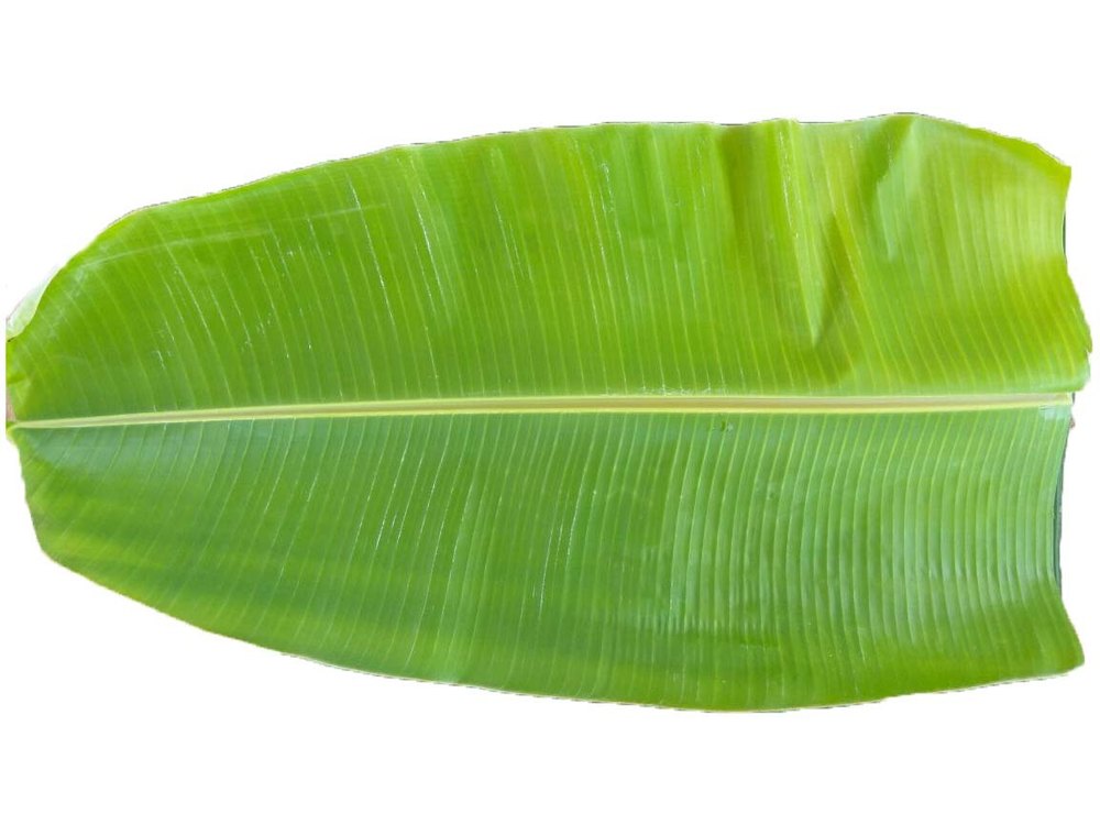 Bananas Leaf - 1 Pack(1000 leaf)